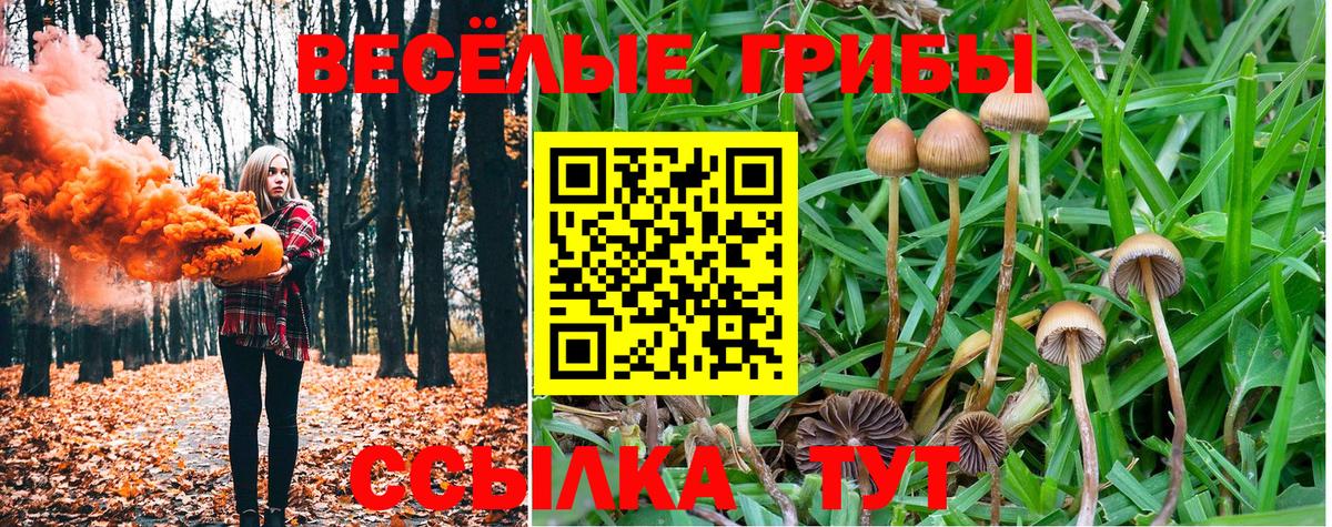 Кузнецк  Галлюциногенные грибы Psilocybe  даркнет сайт  Вход с VPN 